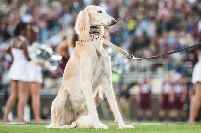 Southern Illinois University